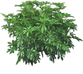 Schefflera Arboricola Bush